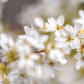 flowers in my park