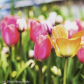 flowers in my park