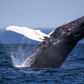 Whale Breach In Blue