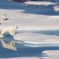 Polar Bear Family on the Move