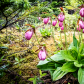 Pink Lady's Slipper