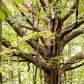 Stories well Rooted