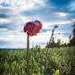 The Provincial Flower