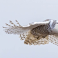 Spread your wings 