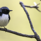 Black-Throated Blue Warbler