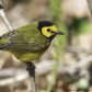 Hooded Warbler