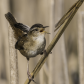 Marsh Wren