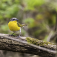 Yellow-Breasted Chat
