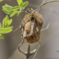 Eastern Red Bat Roosting