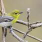 Yellow-Throated Vireo