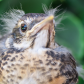 Baby robin in my garden