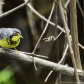 Canada Warbler