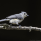 Tufted Titmouse