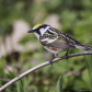 Chestnut-Sided Warbler
