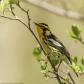 Blackburnian Warbler Portrait