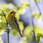 Blackburnian Warbler