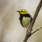 Black-Throated Green Warbler