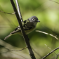 Blue-Headed Vireo