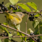 Nashville Warbler