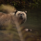Caught Bear Handed