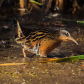 Virginia Rail