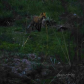 Hunting mode on