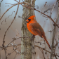 Winter Cardinal