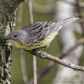 Kirtland's Warbler (Female)