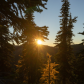 Lonely Larch