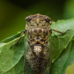 Dog-Day Cicada