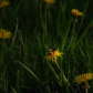 Drunk on Dandelion nectar