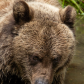 Things are looking Grizzly