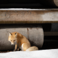 Sheepish Fox