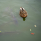 I Don't Give A Duck