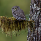 Mossy Perch