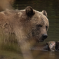 Bearly Holding Back