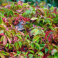 A splash of colour from the virginia creeper and a Northern Flicker.