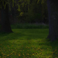 Dandelion Meadow