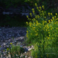 Sunny day by the creek