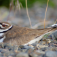 A female Killdeer camouflaged on the ground awaiting the hatching of her eggs