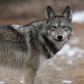 Algonquin Park Wolve