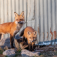Fox