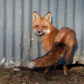 Fox