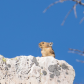 Proud Pika