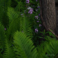 Pretty in Fern field