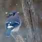 Jay in Snowfall
