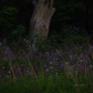 Wildflower meadow