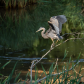 Taking Flight