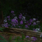 Wildflower peek-a-boo