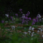 Wildflower peek-a-boo 2